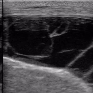 И снова о УЗИ семенников у разных видов животных.
