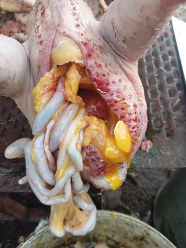 Вопросы из чатов: почему гибнет птица?