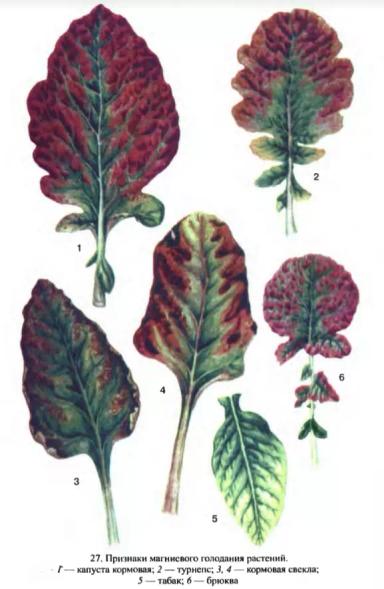 Магний в растениях и почве