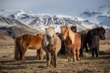 Исландская порода лошадей