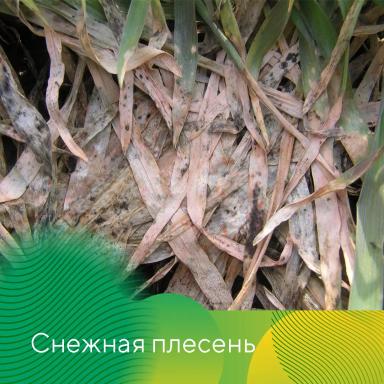 Весеннее развитие болезней на озимых на Ставрополье