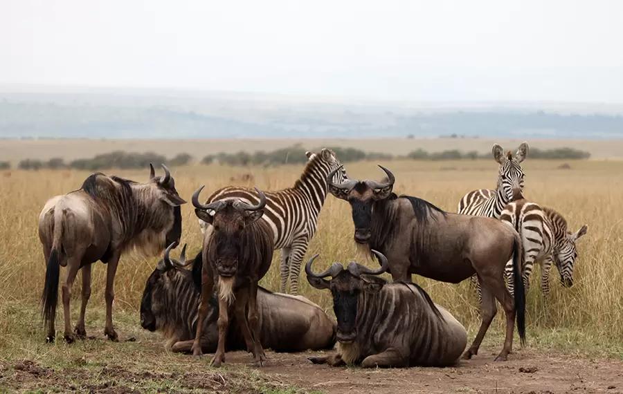 В Африке хотят нарастить импорт мяса зебр, антилоп и крокодилов