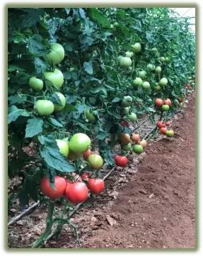 Пинк Профит F1 (PINK PROFIT)