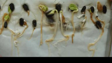 Склеротиниоз (белая гниль) подсолнечника