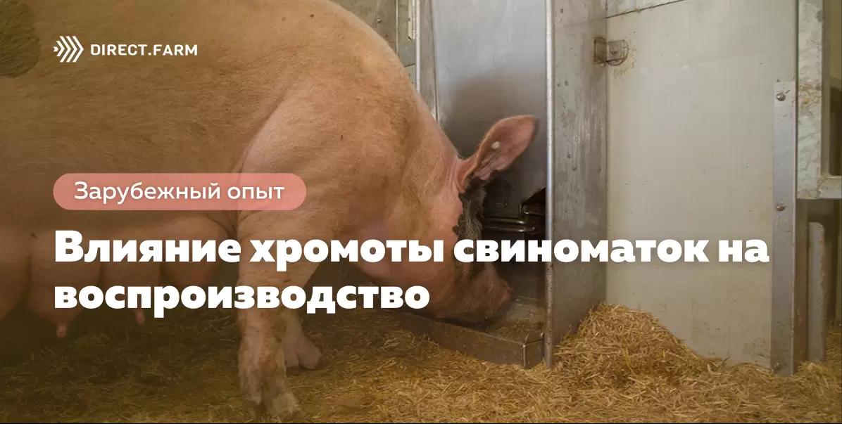 Влияние хромоты свиноматок на воспроизводство