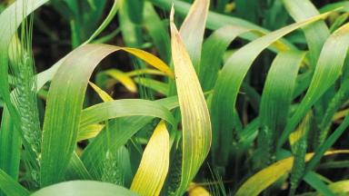 Желтая карликовость ячменя