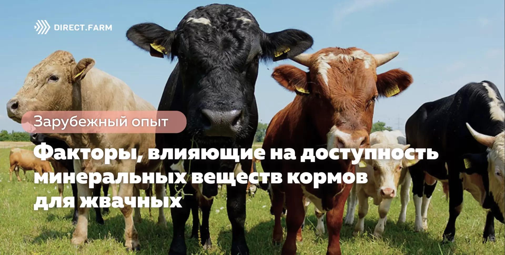 Факторы, влияющие на доступность минеральных веществ кормов для жвачных