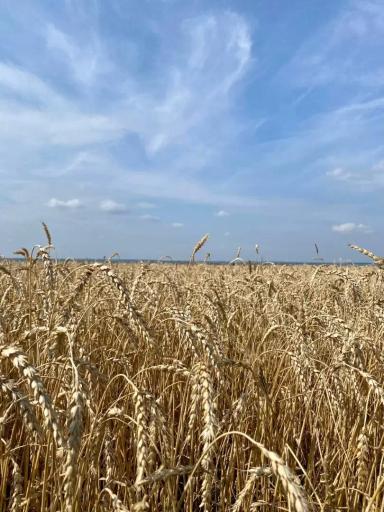 Демоопыты в АО ВЗП «Северное Алексеевское»