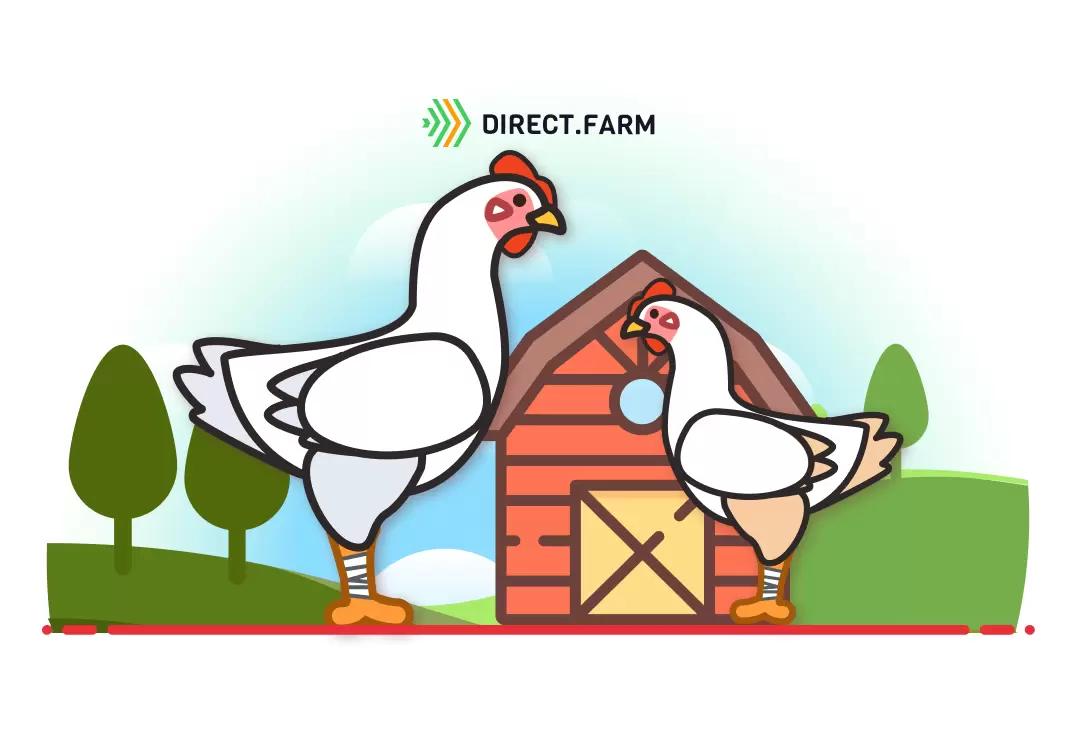 Болезни конечностей бройлеров