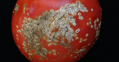 Бактериальный рак томата