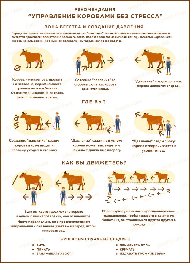 Управление коровами без стресса