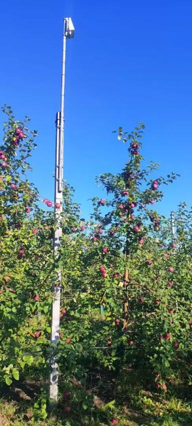 Датчик Влажности листвы Davis