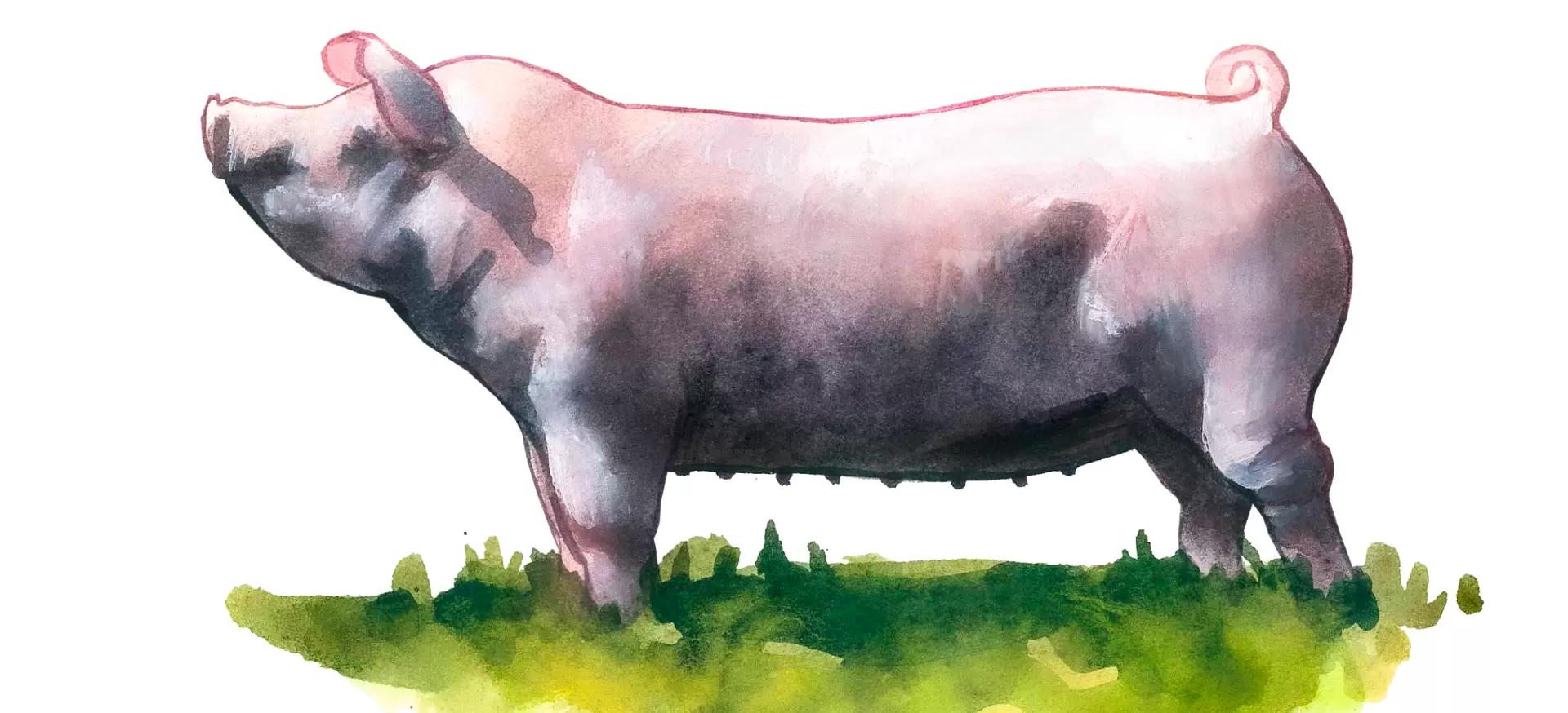 Честерская белая порода свиней