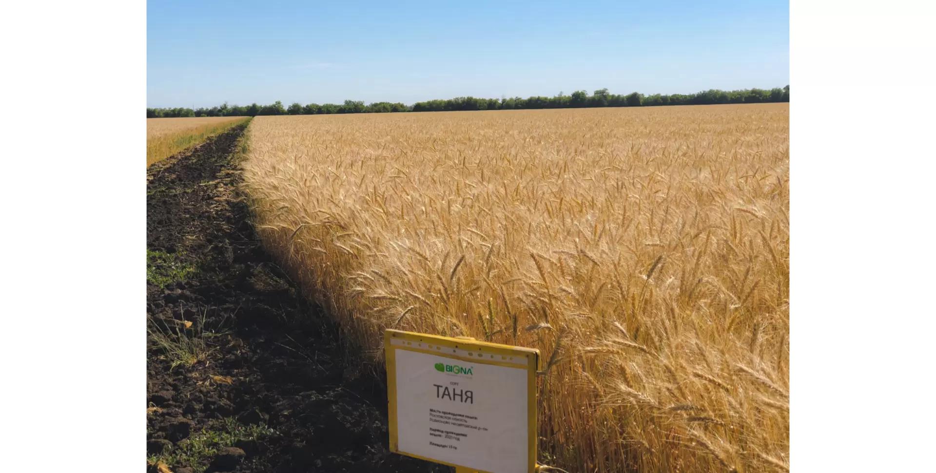 Деструкторы стерни: эффективность биопрепаратов компании BIONA