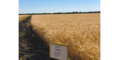 Деструкторы стерни: эффективность биопрепаратов компании BIONA