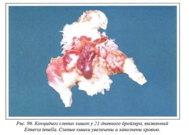Вегад - Атлас болезней птицы. Ч. 20. Кокцидиоз