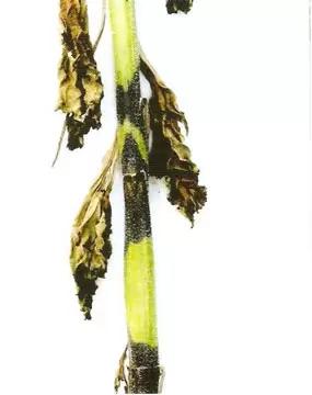 Фомоз подсолнечника