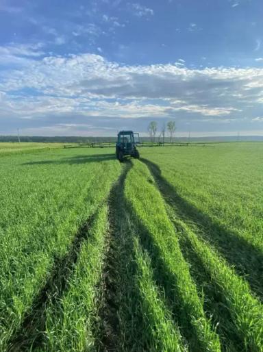 «Чистый» КАС в кущение