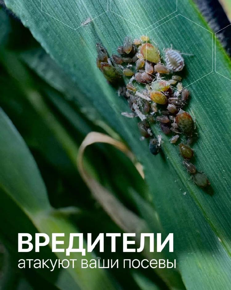 Вредители атакуют ваши посевы🌾☀️