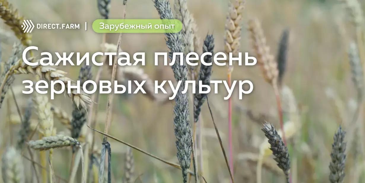 Сажистая плесень зерновых колосовых культур