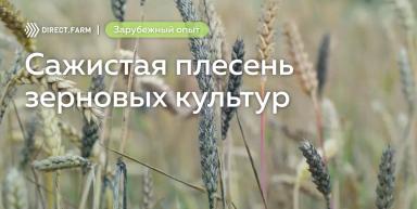 Сажистая плесень зерновых колосовых культур