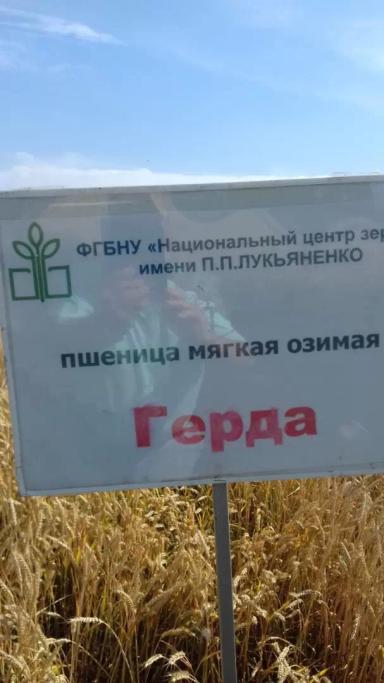 Герда сорт пшеницы мягкой озимой