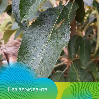 Адъювант Полифем® в садах