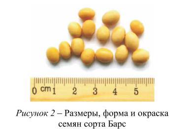 Барс сорт сои