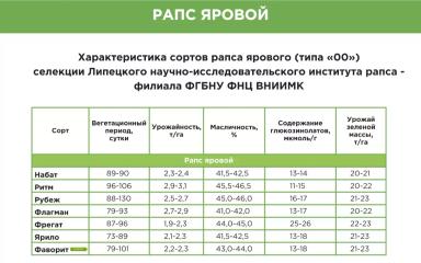 Ярило сорт рапса ярового