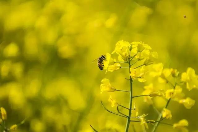 Инсектицидные обработки без угрозы для пчел