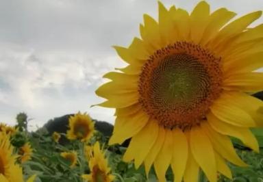 П 64 ЛЕ 25 - гибрид подсолнечника Пионер