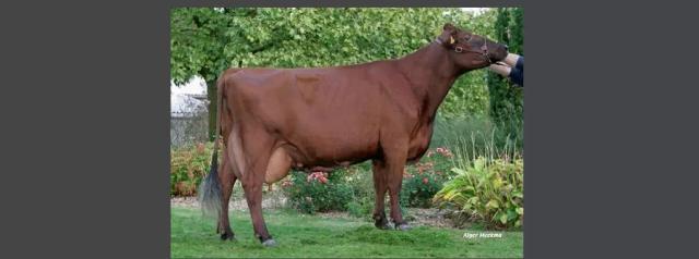 Flamande Originelle