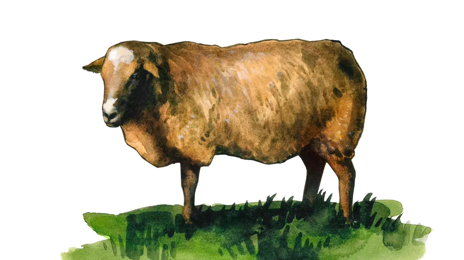 Кавказская порода овец