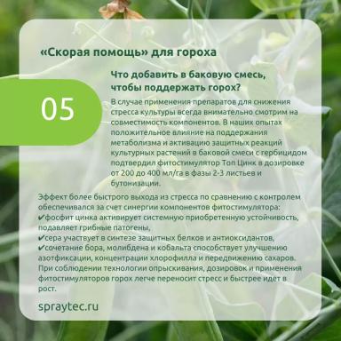 Послевсходовые гербициды: как потушить гербицидный стресс и сохранить горох