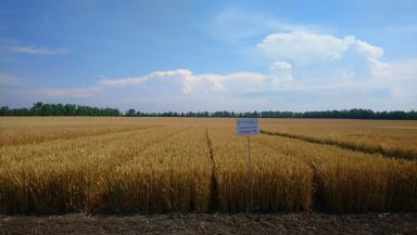 Стиль 18 сорт мягкой озимой пшеницы