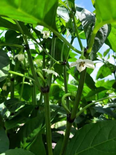 Как выращивали болгарский перец