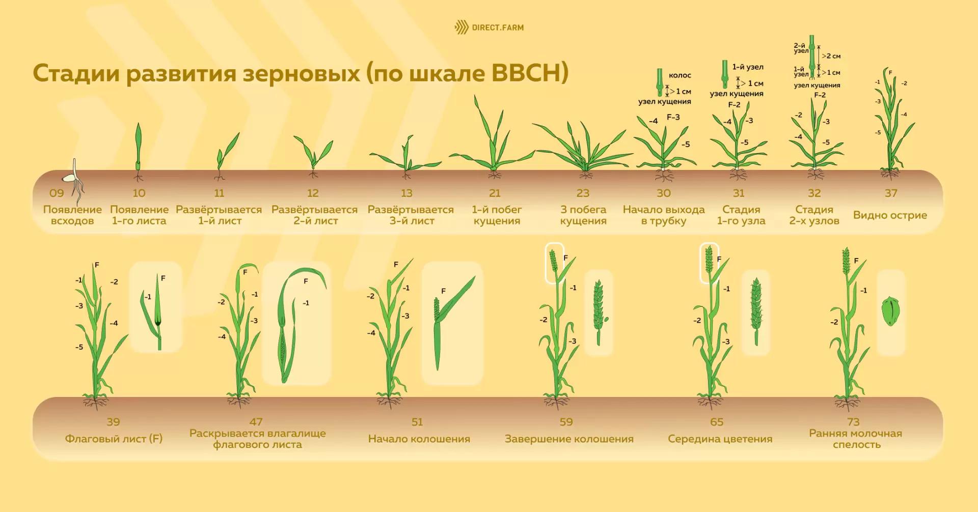 Стадии развития зерновых по шкале ВВСН