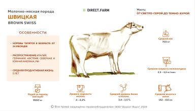 Швицкая порода коров