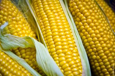 Семена Кукурузы «Обский 140 СВ»