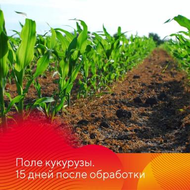 Результаты испытаний гербицида на кукурузе