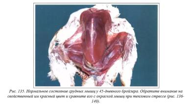 Вегад - Атлас болезней птицы. Ч. 28. Тепловой стресс