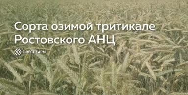 Сорта озимой тритикале Ростовского АНЦ
