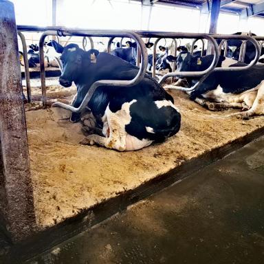 К чему может привести неправильная организация работы с песком для коров.