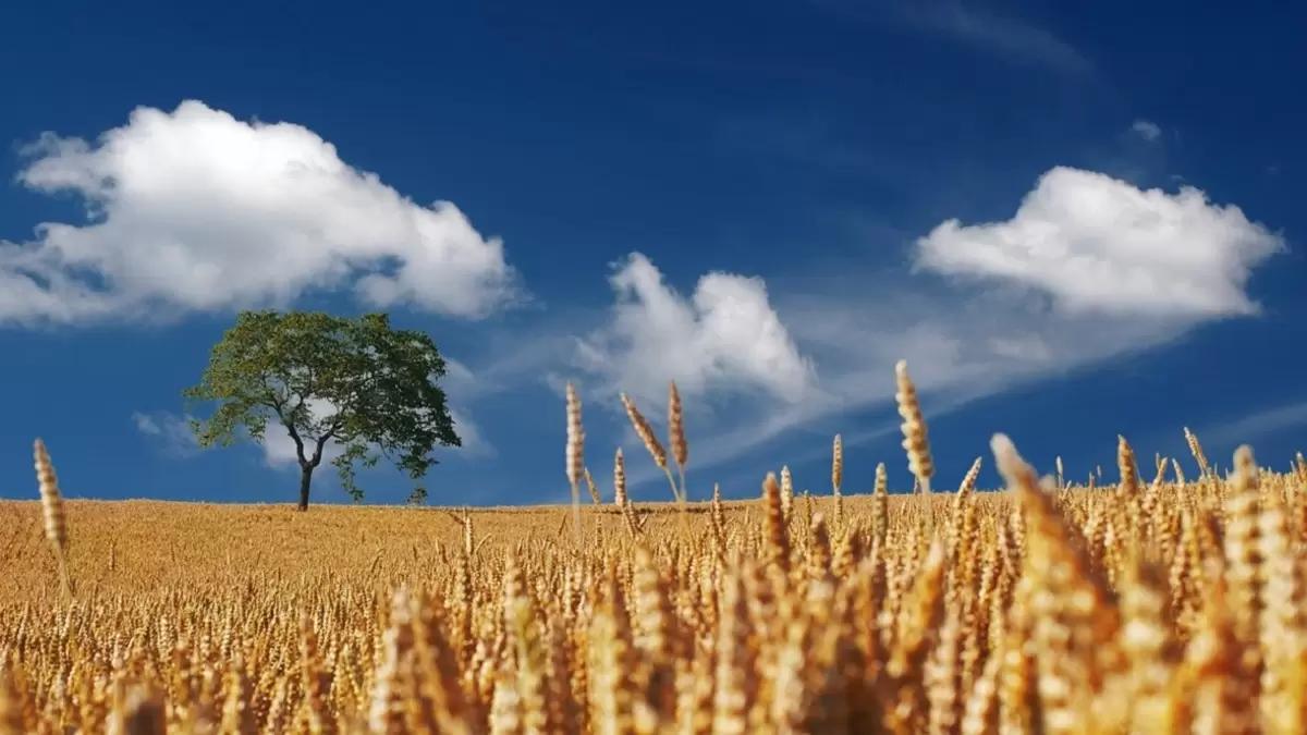 Кредиты будут выдавать только тем аграриям, кто застраховал посевы