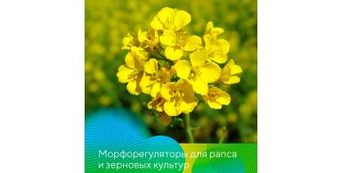 Морфорегуляторы Гравиэт® и Стэнли® для разных кульутр