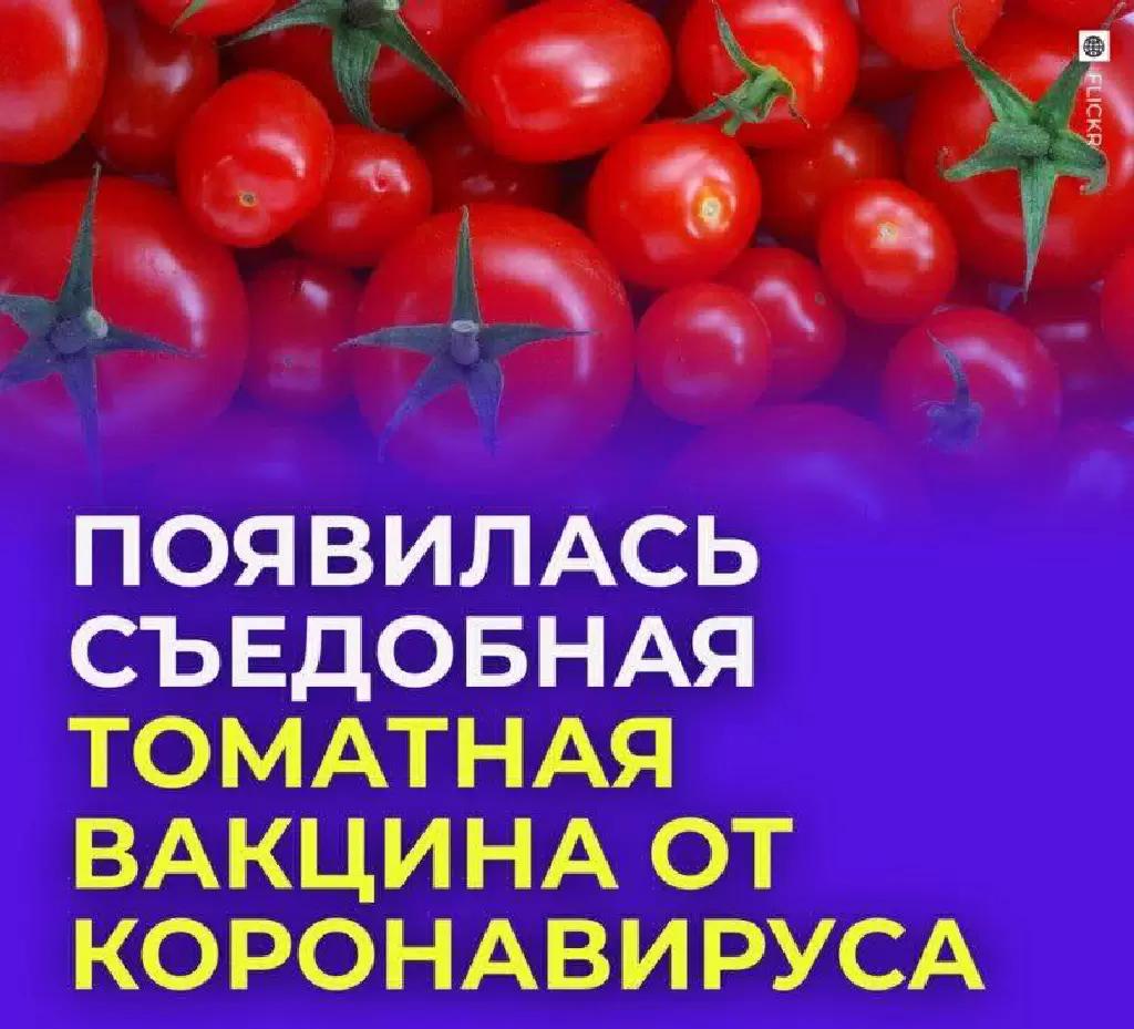 В Узбекистане появилась съедобна томатная вакцина.