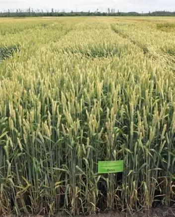 Веха сорт мягкой озимой пшеницы