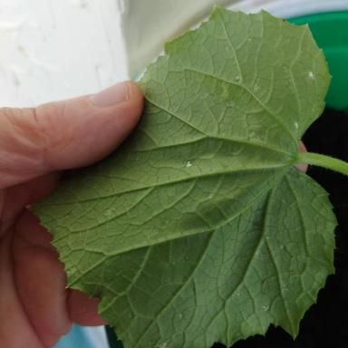 Что с рассадой огурцов?