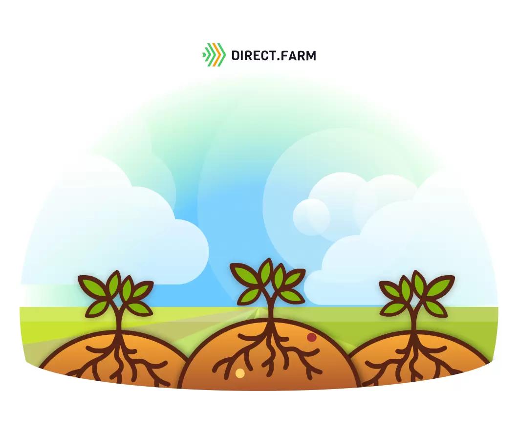 Особенности использования посадочного материала фриго