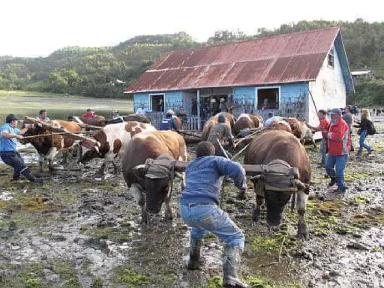 Мой друг Густаво